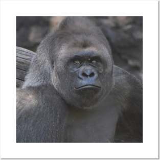 Western Lowland Gorilla Posters and Art